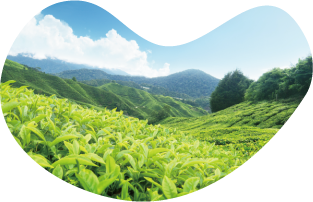 採茶