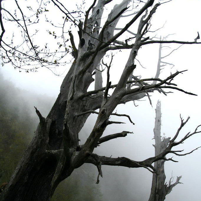 阿里山  〈觀賞日出雲海，飽覽櫻花神木，進入如詩如畫的美麗景致〉